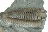 Prone Flexicalymene Trilobite Fossil - Indiana #287623-2